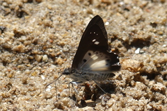 Seseria strigata