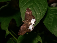 Tagiades menaka