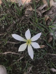 Zephyranthes mesochloa