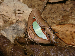 Polyura athamas