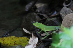 Bronchocela
