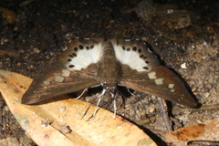 Seseria strigata