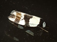 Zonopetala
