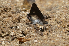 Seseria strigata