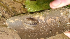 Lepidochitona cinerea