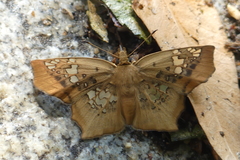 Ctenoptilum vasava