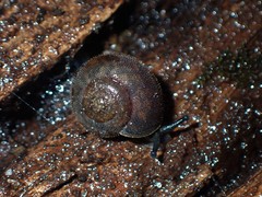 Austrochloritis wollemiensis