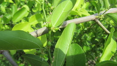 Celtis chichape
