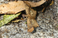 Ctenoptilum vasava