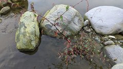 Persicaria pubescens