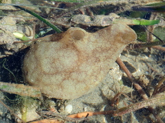 Phallusia mammillata