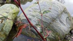 Persicaria pubescens
