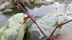 Persicaria pubescens