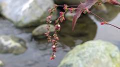 Persicaria pubescens