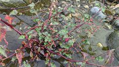 Persicaria pubescens