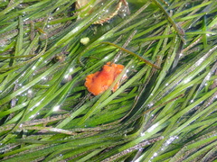 Yungia aurantiaca