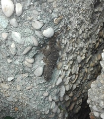 Tarentola mauritanica