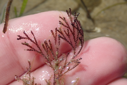 Representative image of Bugulidae