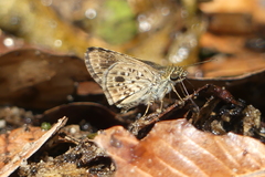 Sovia albipectus