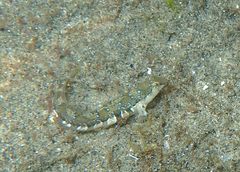 Microlipophrys dalmatinus