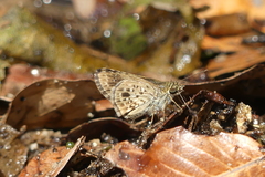 Sovia albipectus