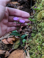 Tradescantia poelliae