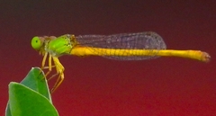 Ceriagrion coromandelianum