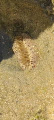 Bunodosoma granuliferum