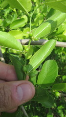 Celtis chichape