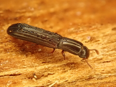Colydium elongatum