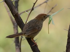 Cisticola aberrans