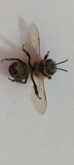 Apis mellifera