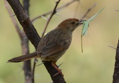 Cisticola aberrans