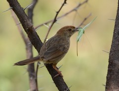 Cisticola aberrans