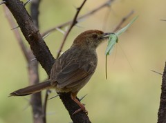 Cisticola aberrans