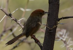 Cisticola aberrans