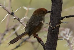 Cisticola aberrans