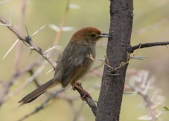 Cisticola aberrans