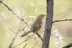 Cisticola aberrans