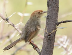 Cisticola aberrans