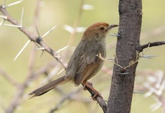 Cisticola aberrans
