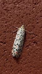 Utetheisa lotrix