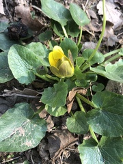 Ficaria verna