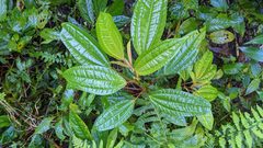 Pilea funkikensis