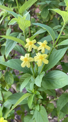 Mussaendeae