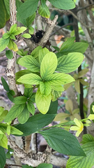 Mussaendeae