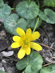 Ficaria verna