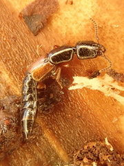 Nudobius lentus