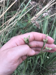 Pfaffia glomerata