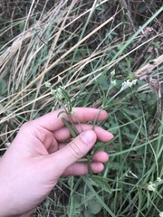 Pfaffia glomerata